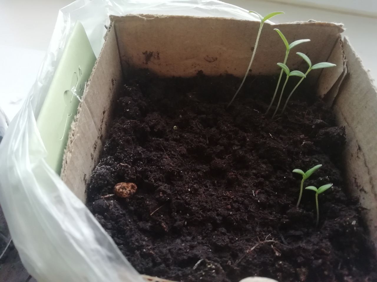 Всходы на подоконнике